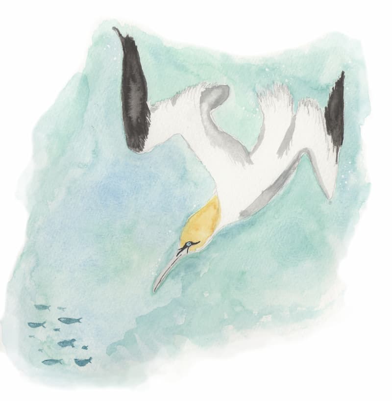 watercolour on paper painting of a gannet in the sea, diving for fish